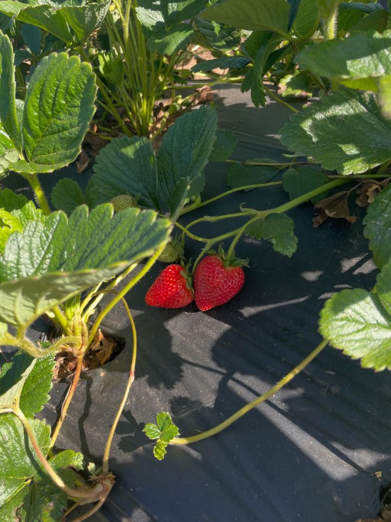 Planting Too Closely Together