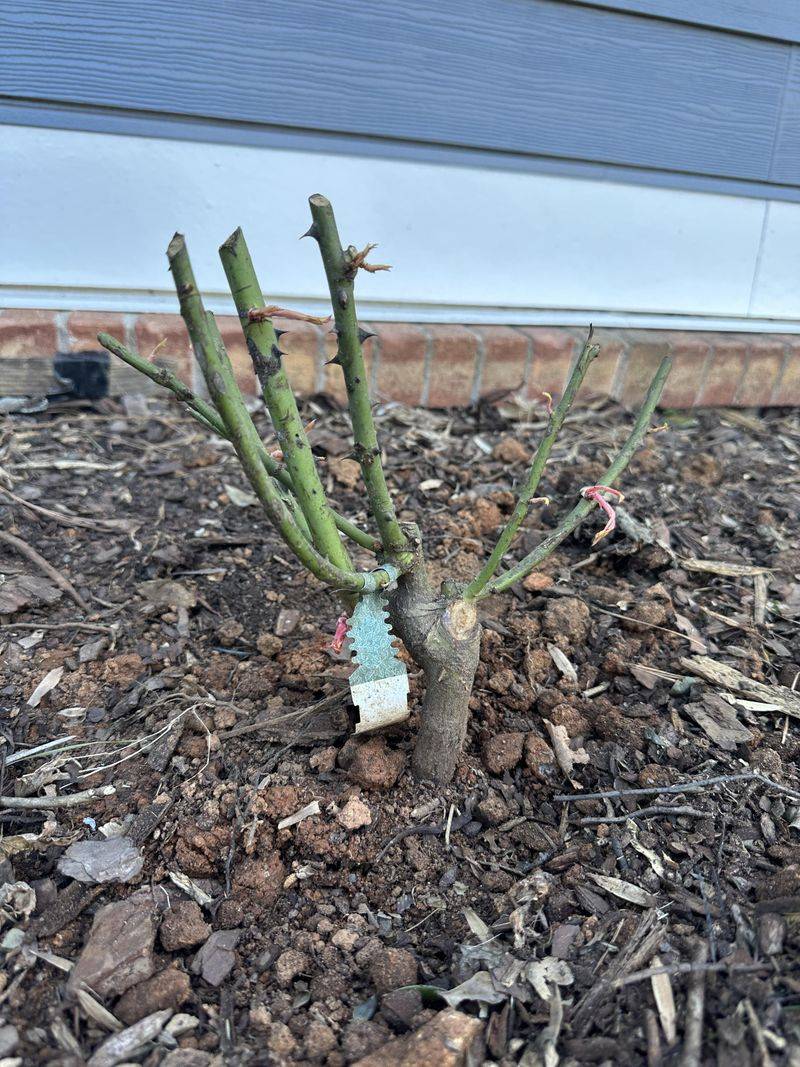 Planting Too Deep Before The Soil Settles
