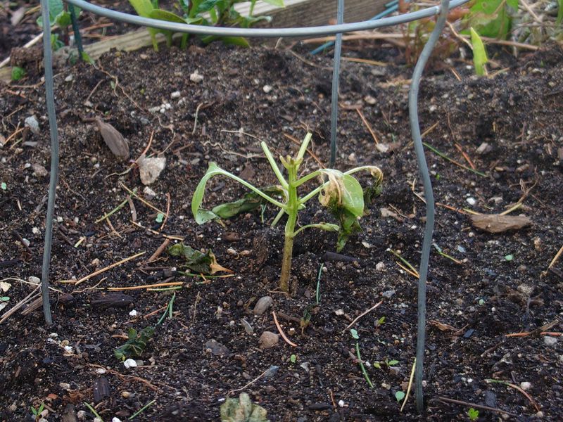 Planting Too Early Is The Mistake That Lets Cold Nights Win