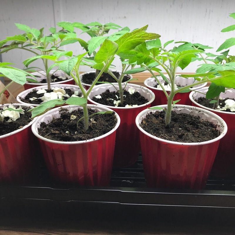 Planting Too Early Sets Your Tomatoes Back