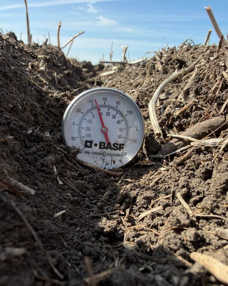 Planting Too Early When Soil Is Still Cool Hampers Growth