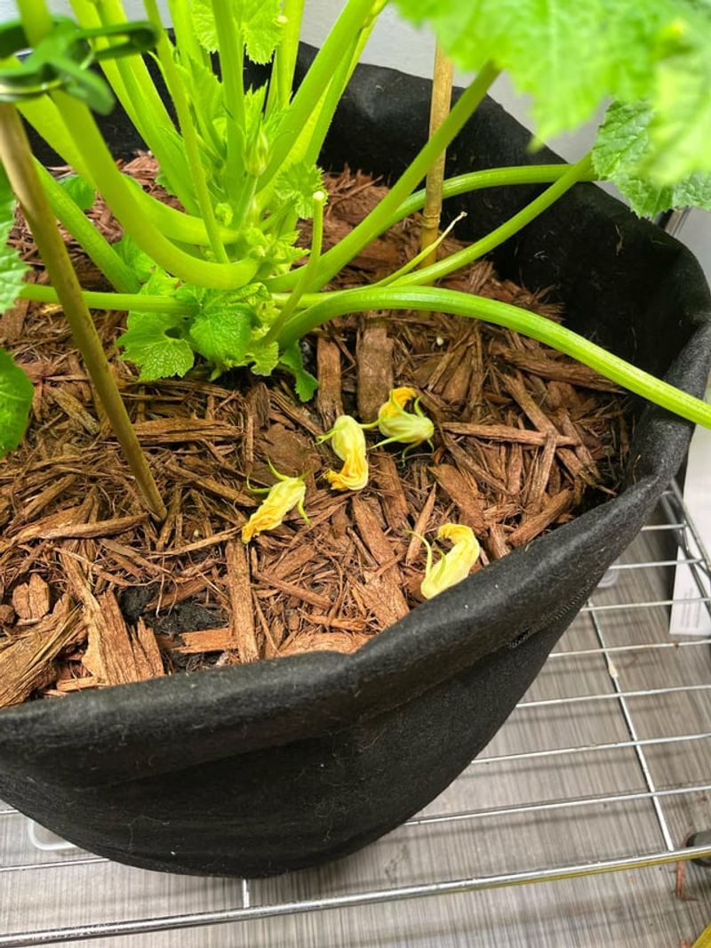 Planting Too Late In The Season Leaves No Time For Fruit Set Planting Too Late In The Season Leaves No Time For Fruit Set