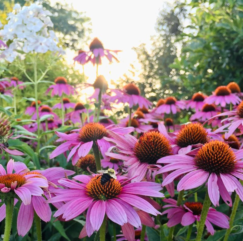 Planting Too Many Flowers With Little Nectar Or Pollen Planting Too Many Flowers With Little Nectar Or Pollen