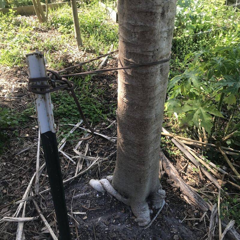 Planting Trees With Too Little Root Space