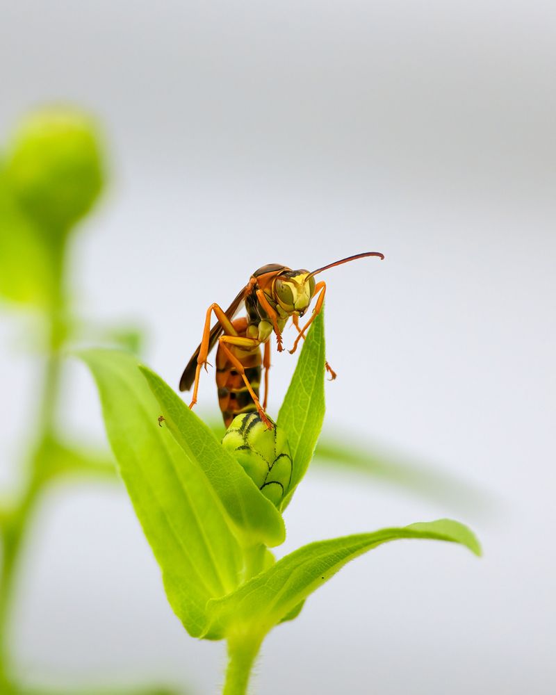Plants And Landscaping Choices That Deter Yellow Jackets