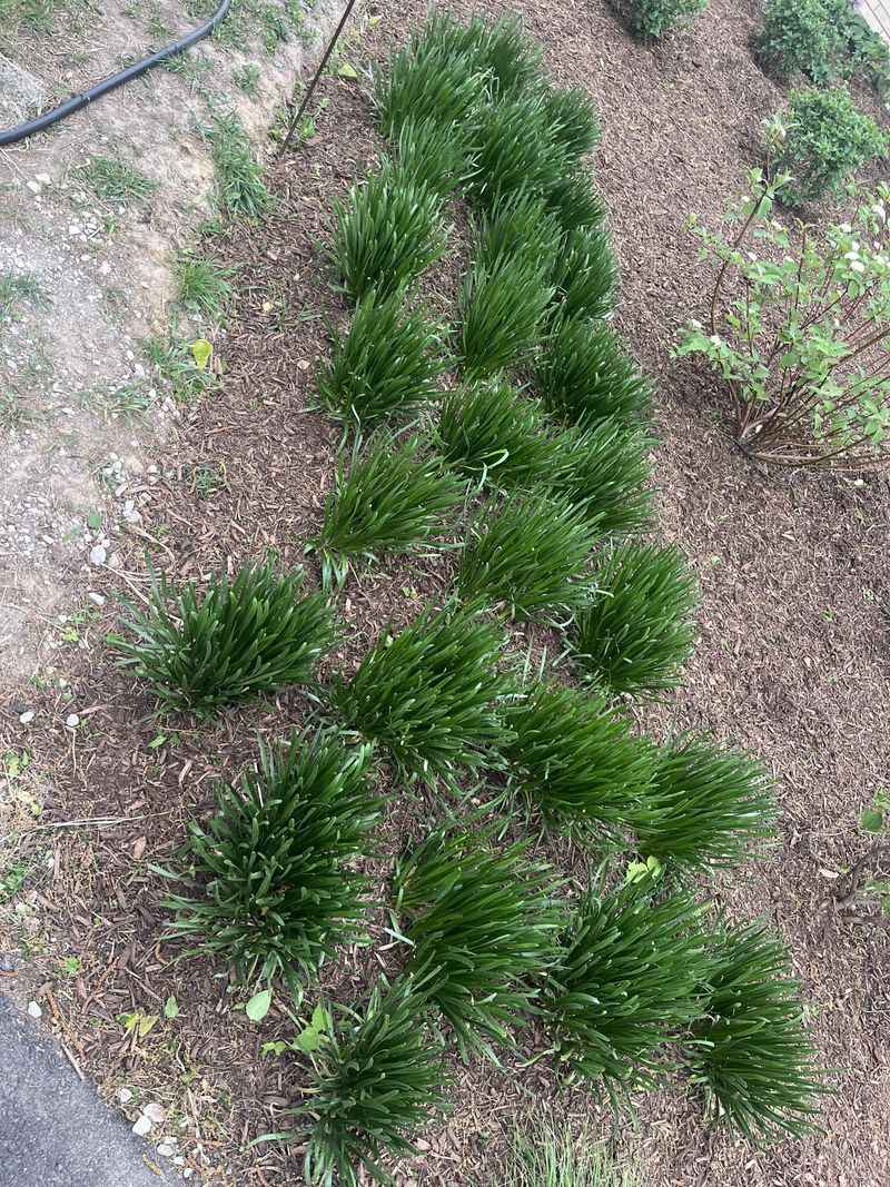 Plants Becoming Overcrowded