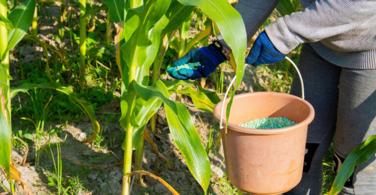 Plants Pennsylvania Gardeners May Need To Feed Before June Ends