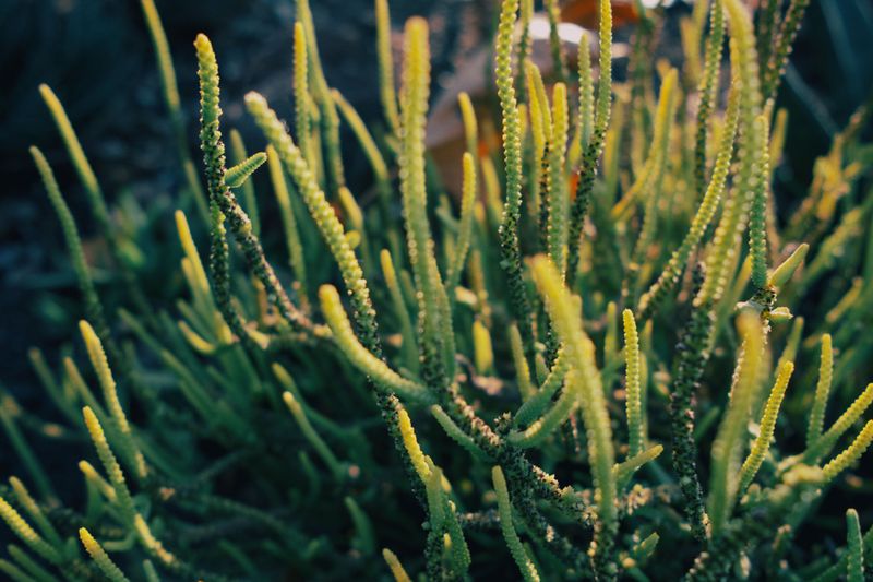 Plants That Actually Thrive When Temperatures Hit 110°F
