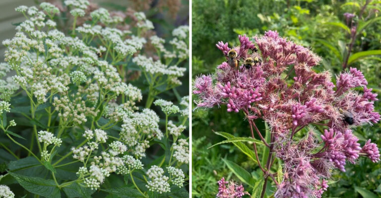 Plants That Attract Beneficial Night Creatures Like Bats And Moths To Michigan Yards