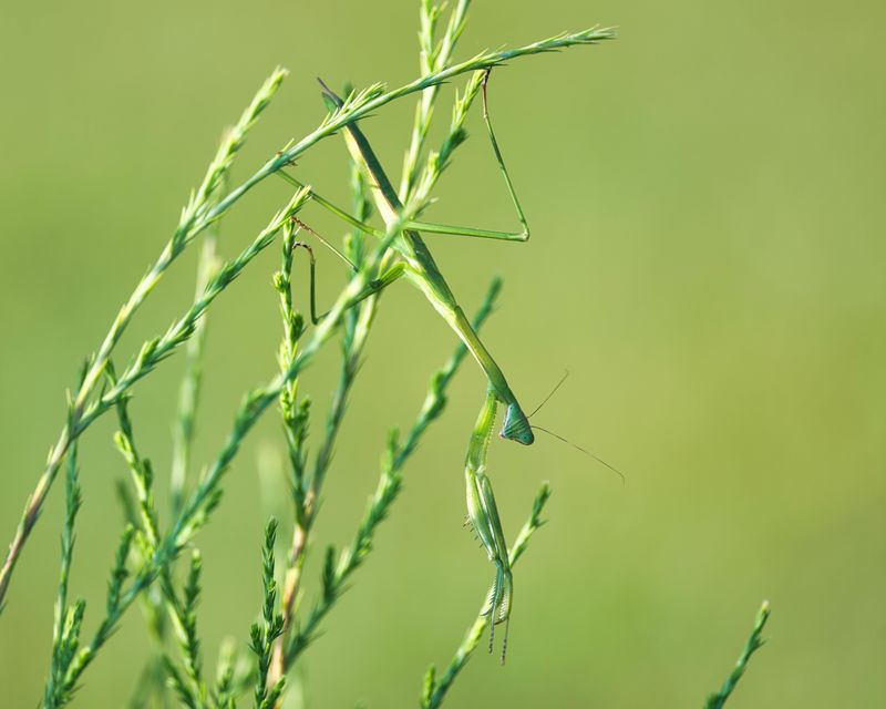 Plants That Attract Praying Mantises To Washington Gardens