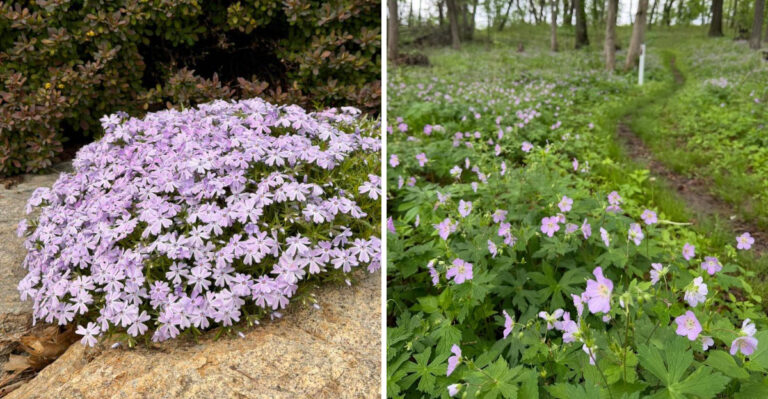 Plants That Fill Every Gap In North Carolina Gardens Without Taking Over