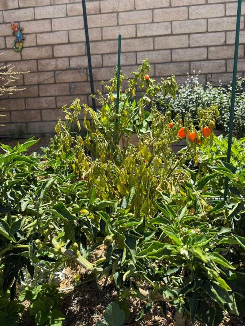 Plants That Need Extra Attention When It Gets This Hot