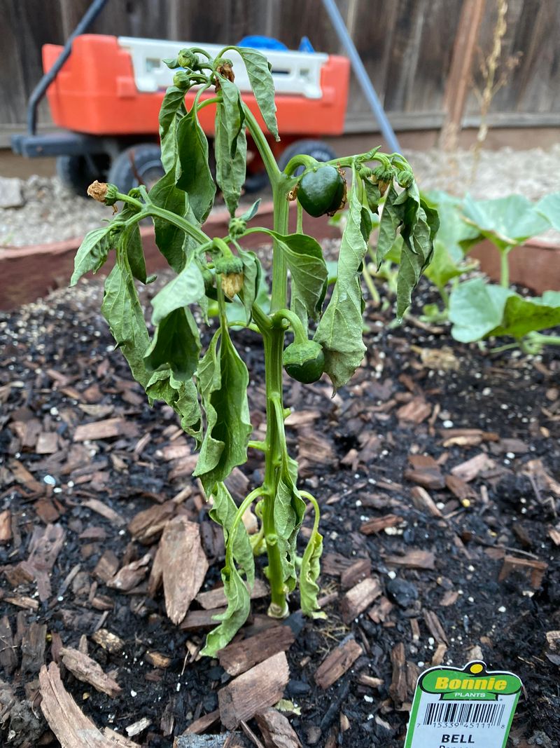 Plants Wilt Soon After Watering Plants Wilt Soon After Watering