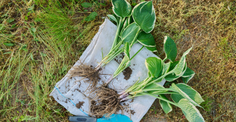 dividing hostas