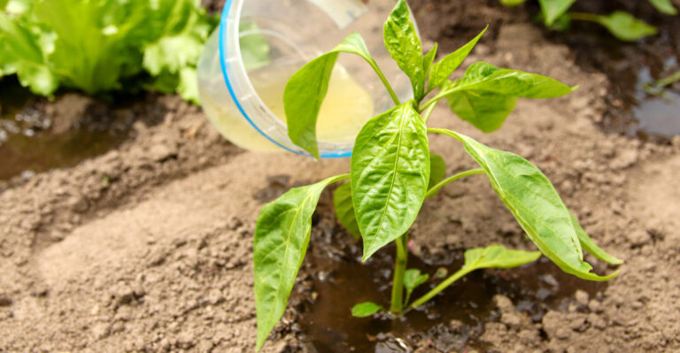 feeding pepper plant