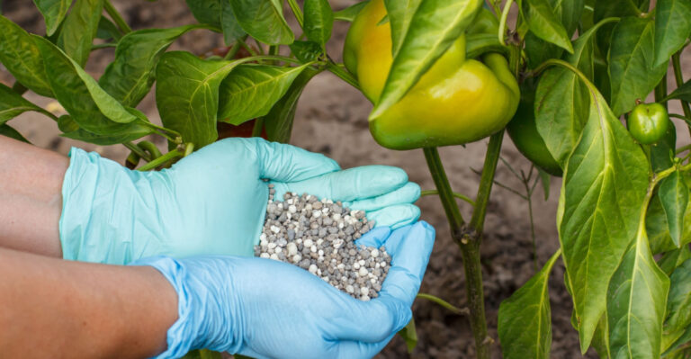Plants You Should Feed In Texas Before June Ends