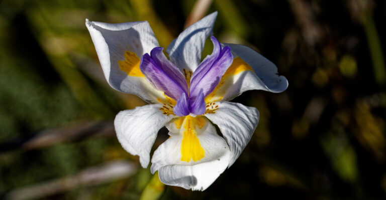 Plants You’ll Never Need To Replant In Your California Garden