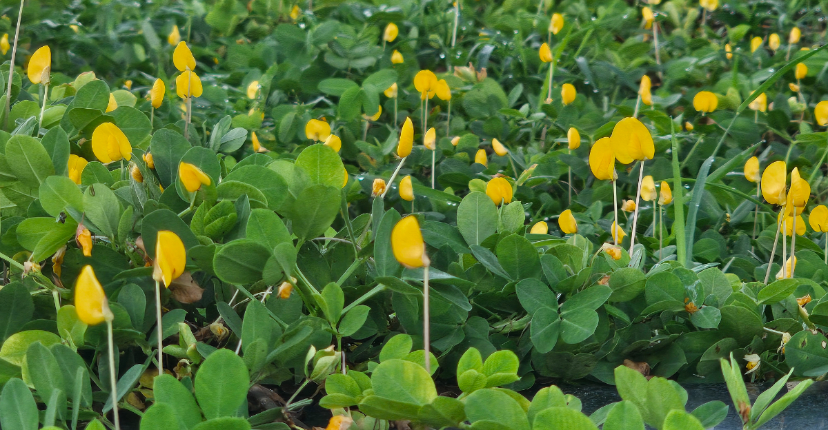 perennial peanut