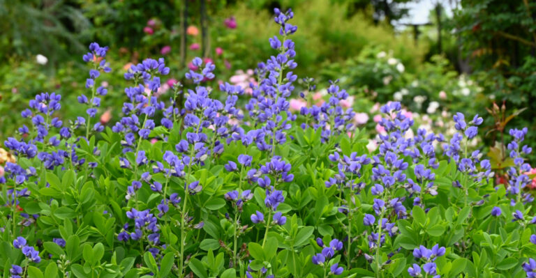 Plants You’ll Never Need To Replant In Your Georgia Garden