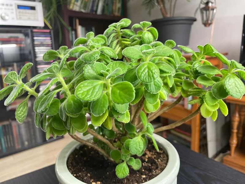 Plectranthus Softens Container Edges