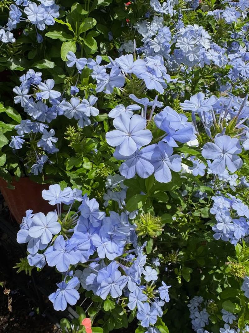 Plumbago Spreads With Minimal Fuss Plumbago Spreads With Minimal Fuss