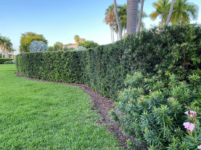 Podocarpus Gives Narrow Yards A Fast Evergreen Screen