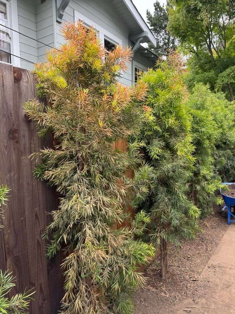 Podocarpus Makes A Narrow Evergreen Wall Podocarpus Makes A Narrow Evergreen Wall