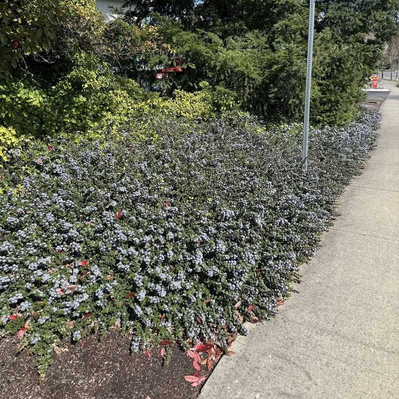 Point Reyes Ceanothus Stays Low And Dense