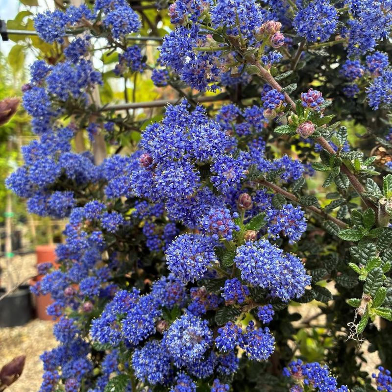 Point Reyes Ceanothus Point Reyes Ceanothus