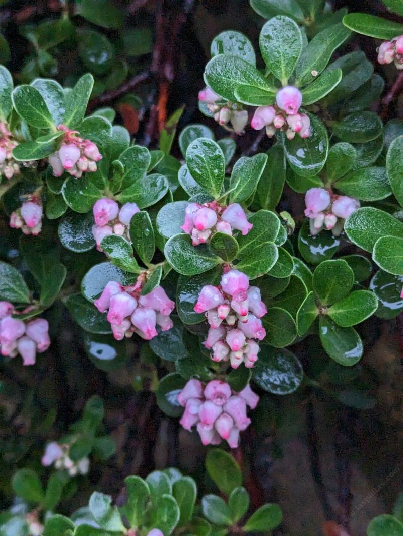 Point Reyes Manzanita Forms A Low Evergreen Mat