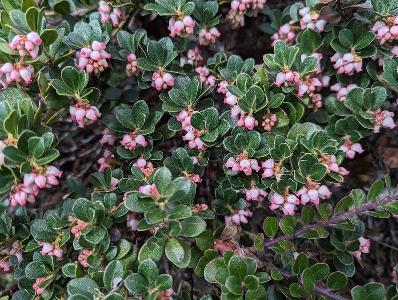 Point Reyes Manzanita Makes A Tough Evergreen Mat