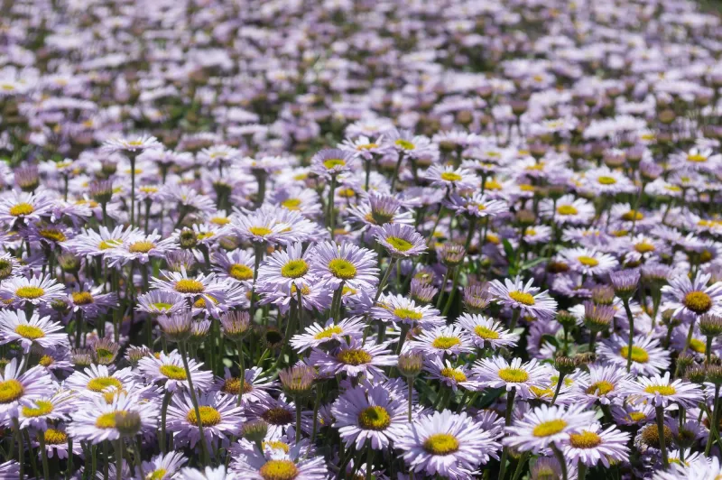 Point St. George Aster Spreads Fast In Dry Beds Point St. George Aster Spreads Fast In Dry Beds