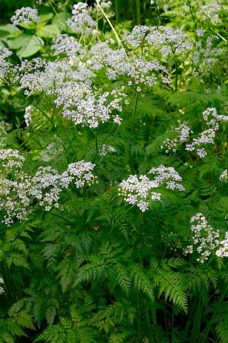 Poison Hemlock Is Racing Through Ohio Neighborhoods This Year Poison Hemlock Is Racing Through Ohio Neighborhoods This Year