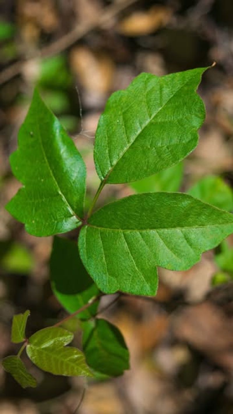 Poison Ivy And Poison Sumac
