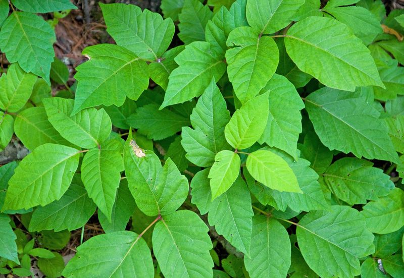 Poison Ivy 