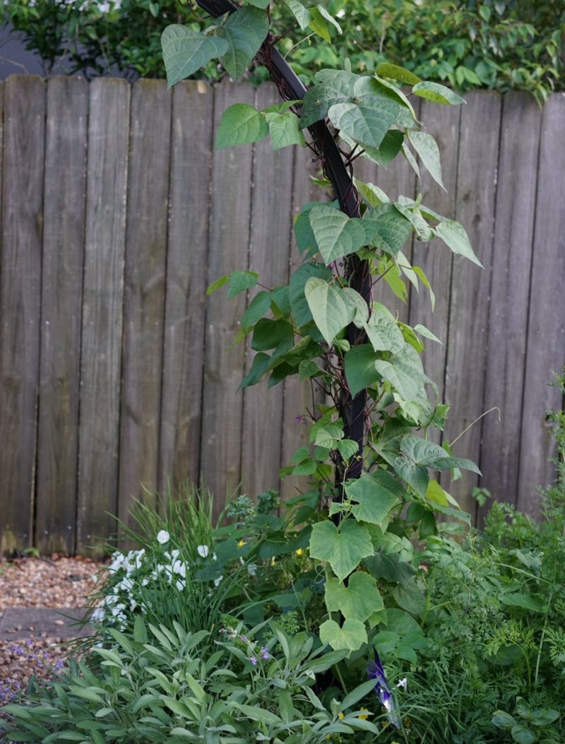 Pole Beans Climb Before The Heat Builds Pole Beans Climb Before The Heat Builds