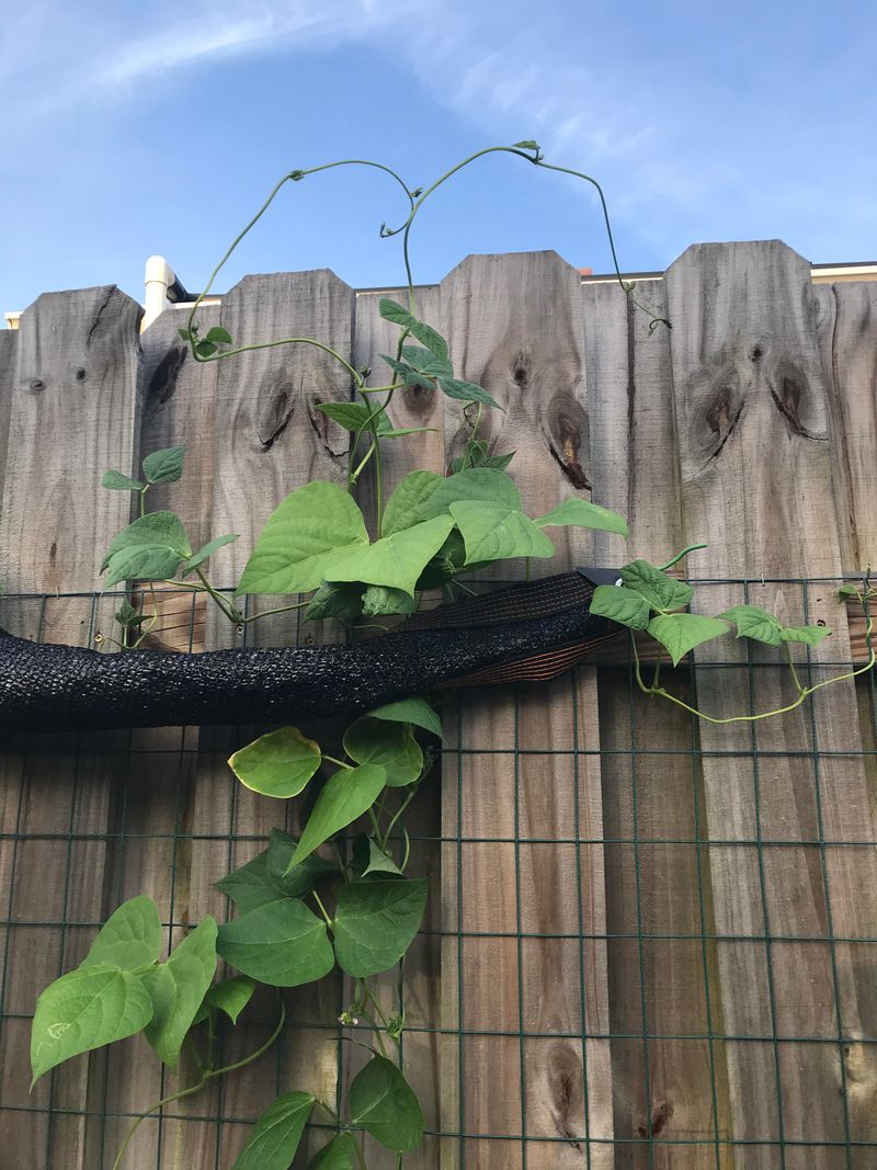 Pole Beans Turn A Fence Into A Food Wall