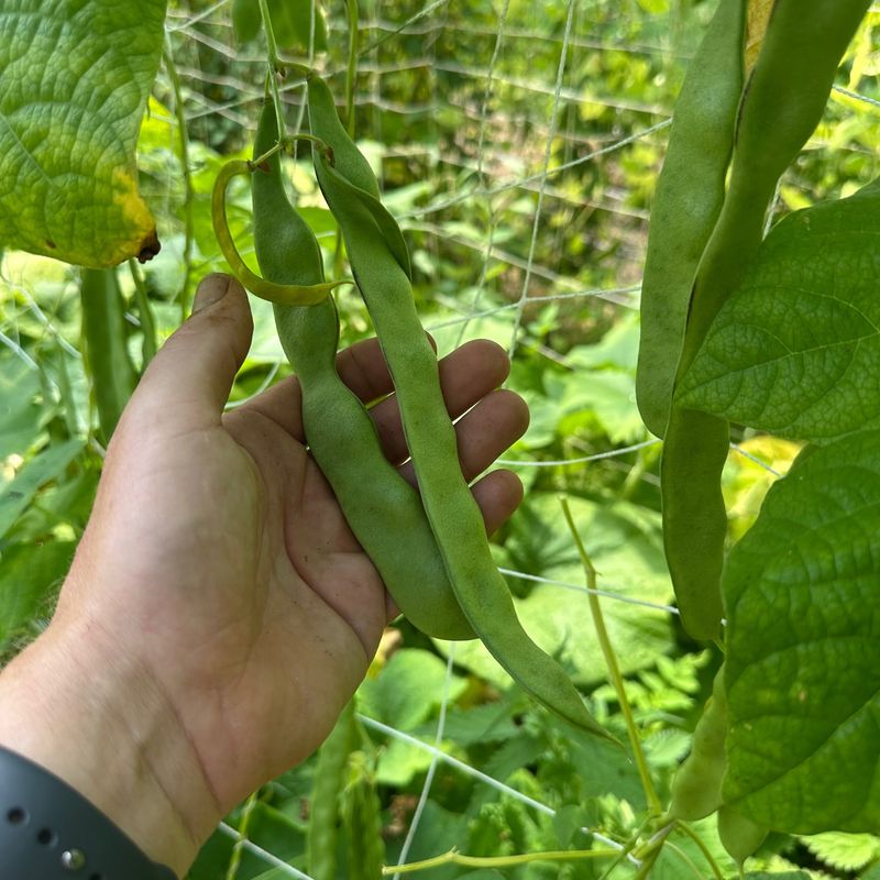 Pole Beans 