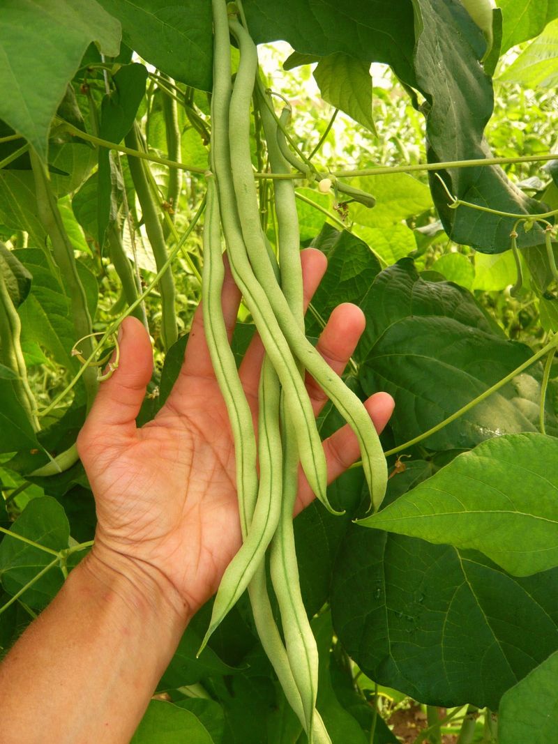 Pole Snap Beans Keep Producing Longer Pole Snap Beans Keep Producing Longer