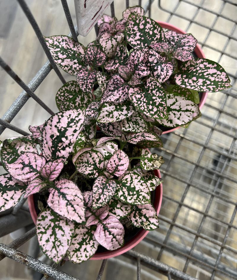 Polka Dot Plant Adds Speckled Color