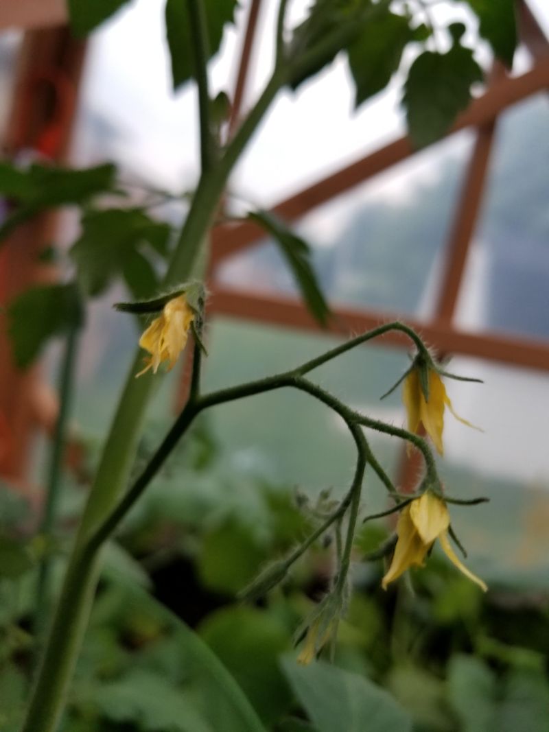 Pollinate During The Warmest Part Of Day