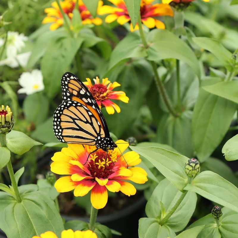 Pollinator Activity Reaches A Peak