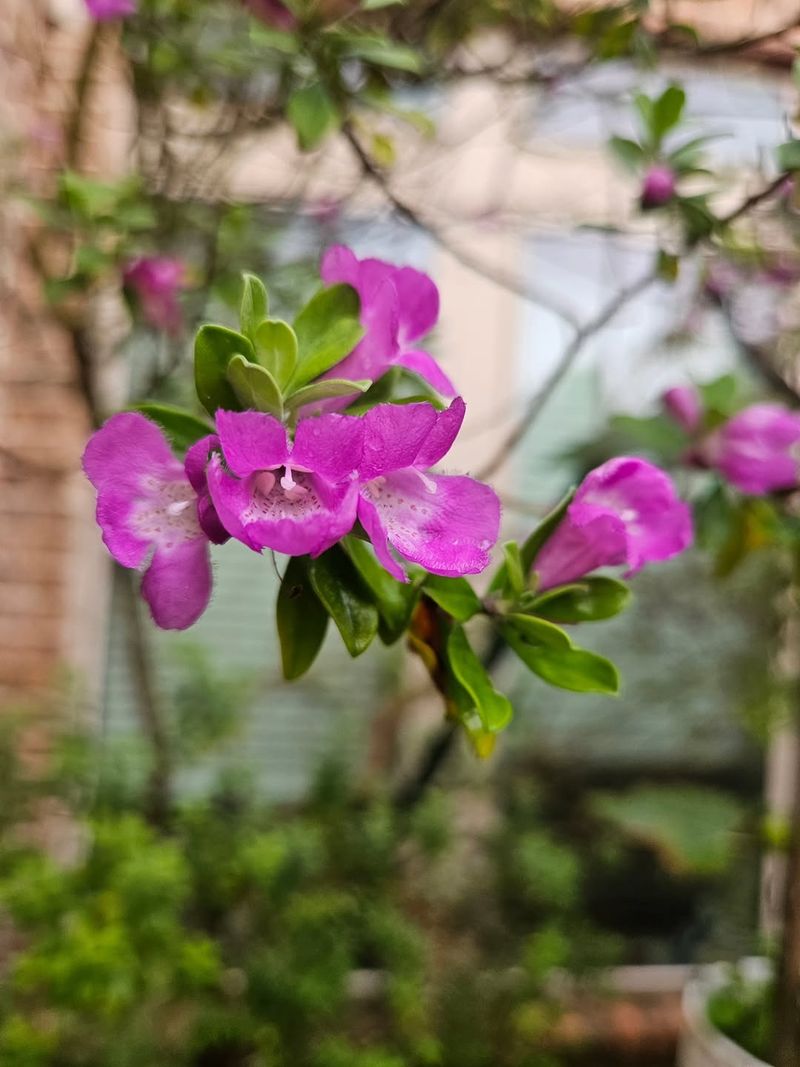 Pollinator-Friendly Flowers