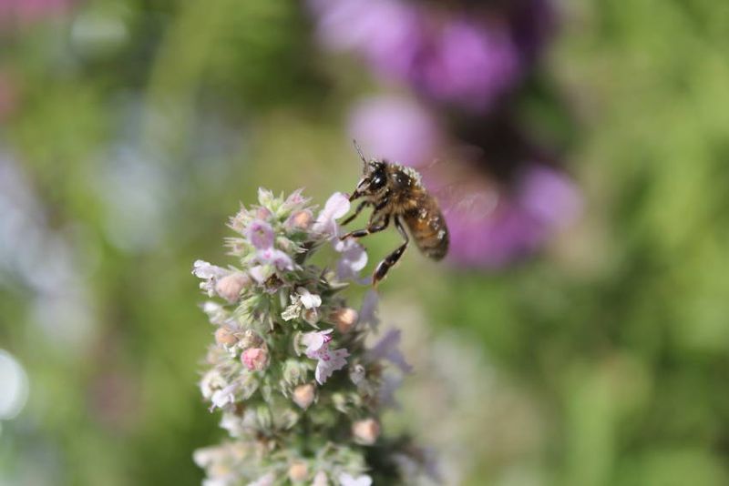 Pollinator-Friendly Pollinator-Friendly