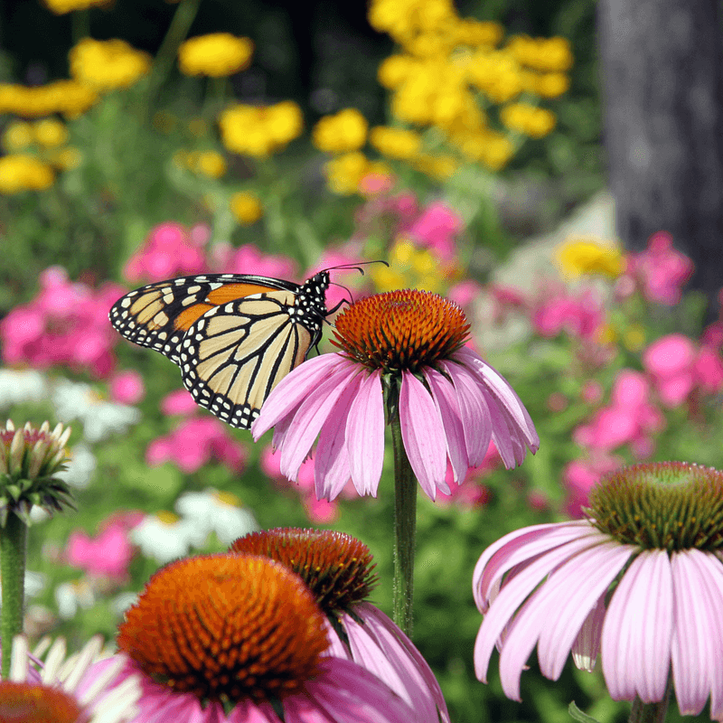 Pollinator Gardens Feel Alive Pollinator Gardens Feel Alive