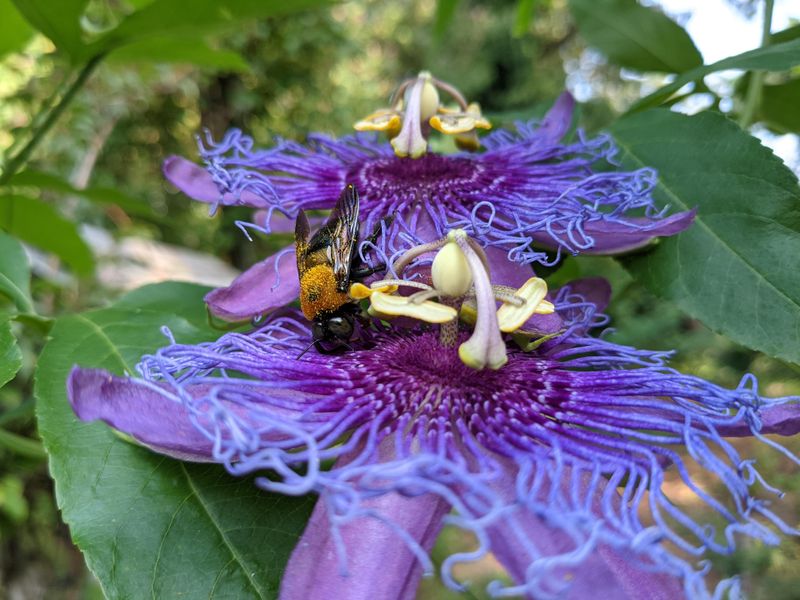 Pollinator Magnet