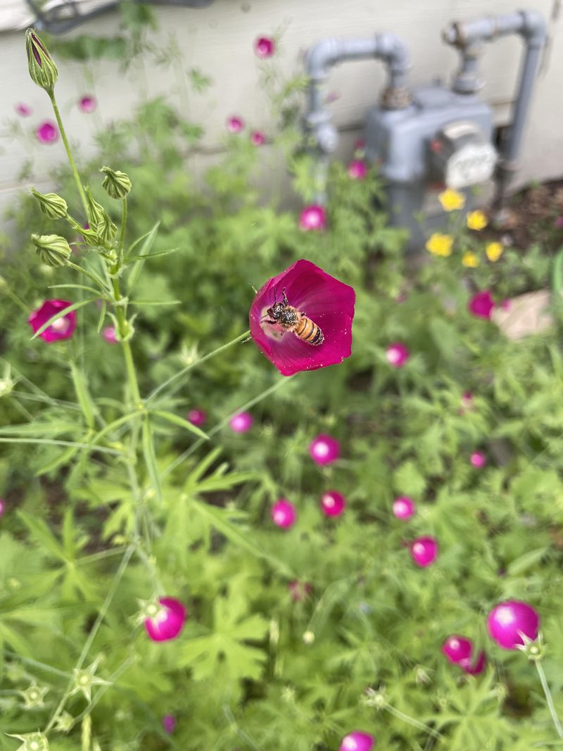 Pollinator Paradise Pollinator Paradise