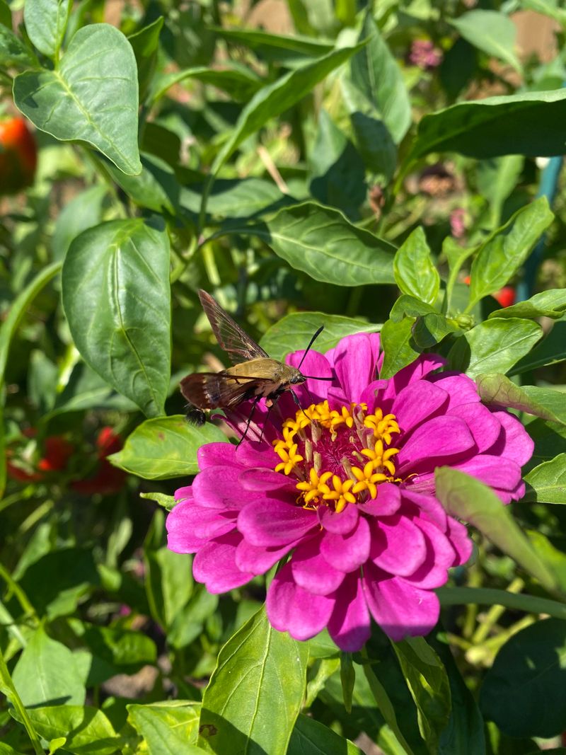 Pollinators Avoid Treated Flowers