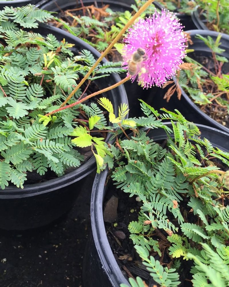 Pollinators Find The Small Blooms Pollinators Find The Small Blooms