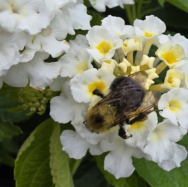 Pollinators Find The White Clusters